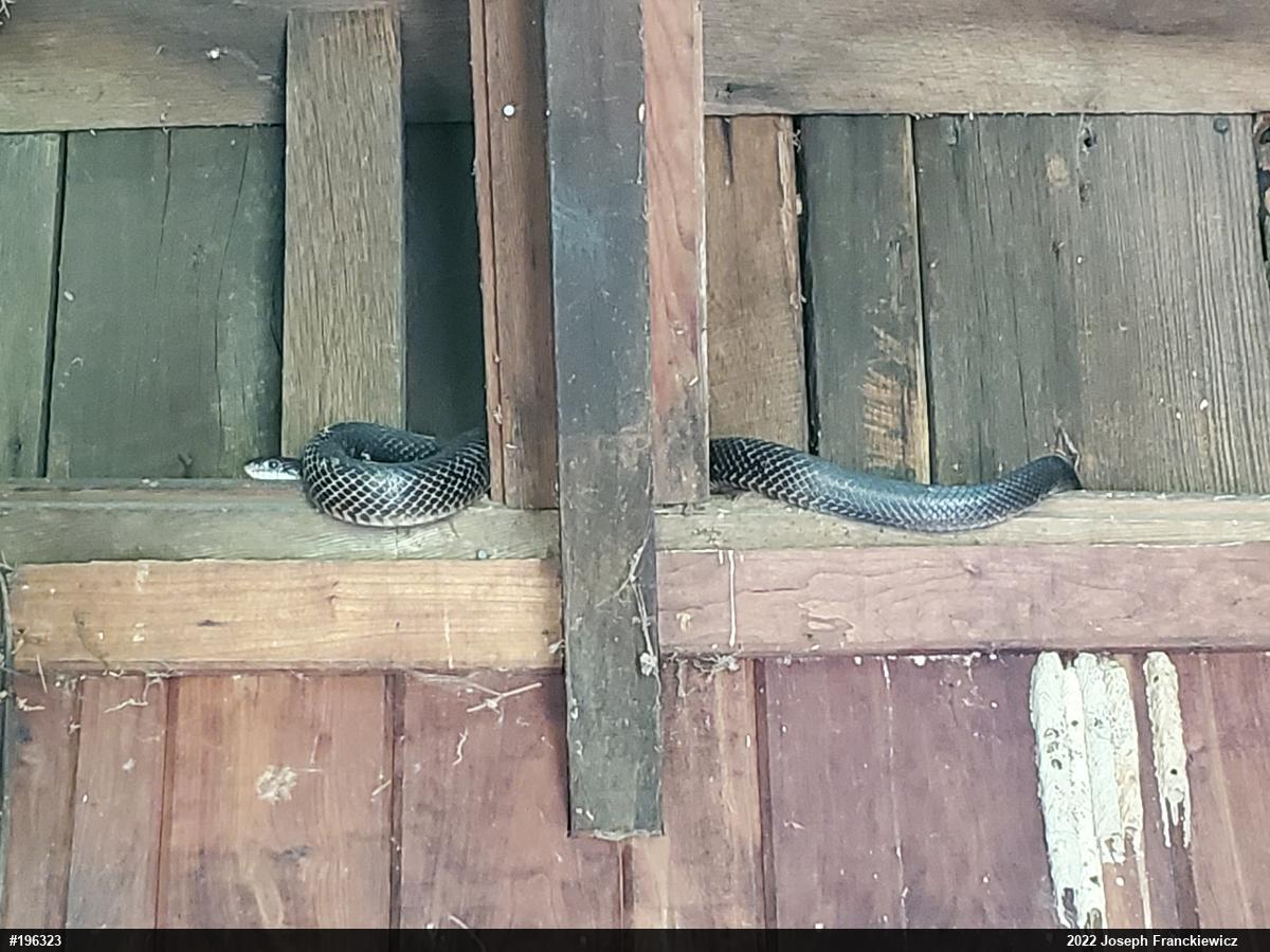 Eastern Ratsnake
