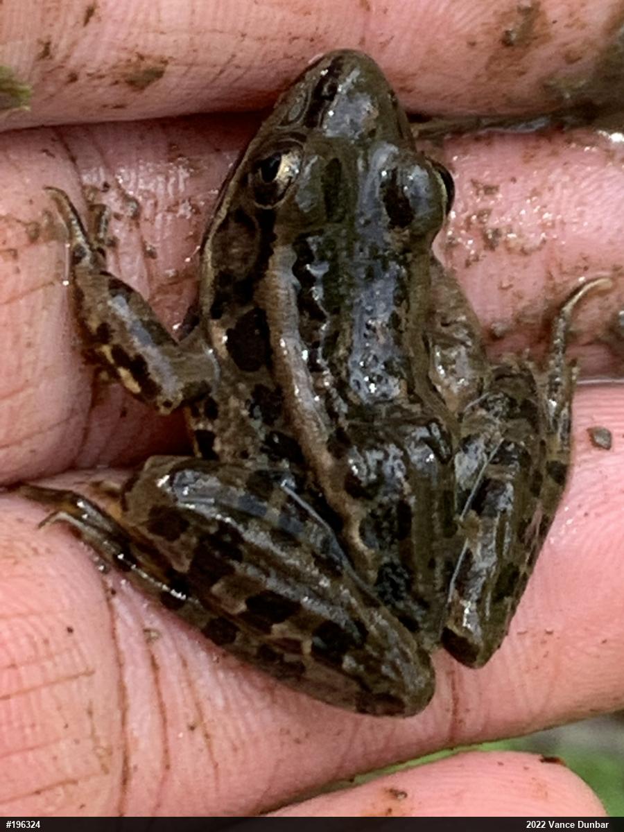 Pickerel Frog
