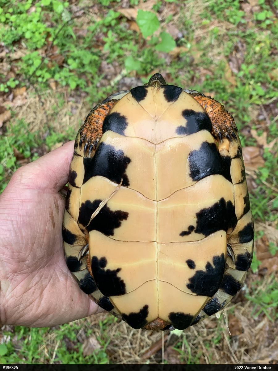 Wood Turtle