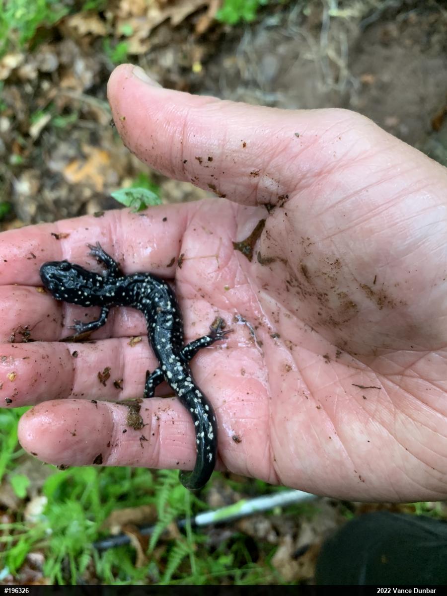 Northern Slimy Salamander