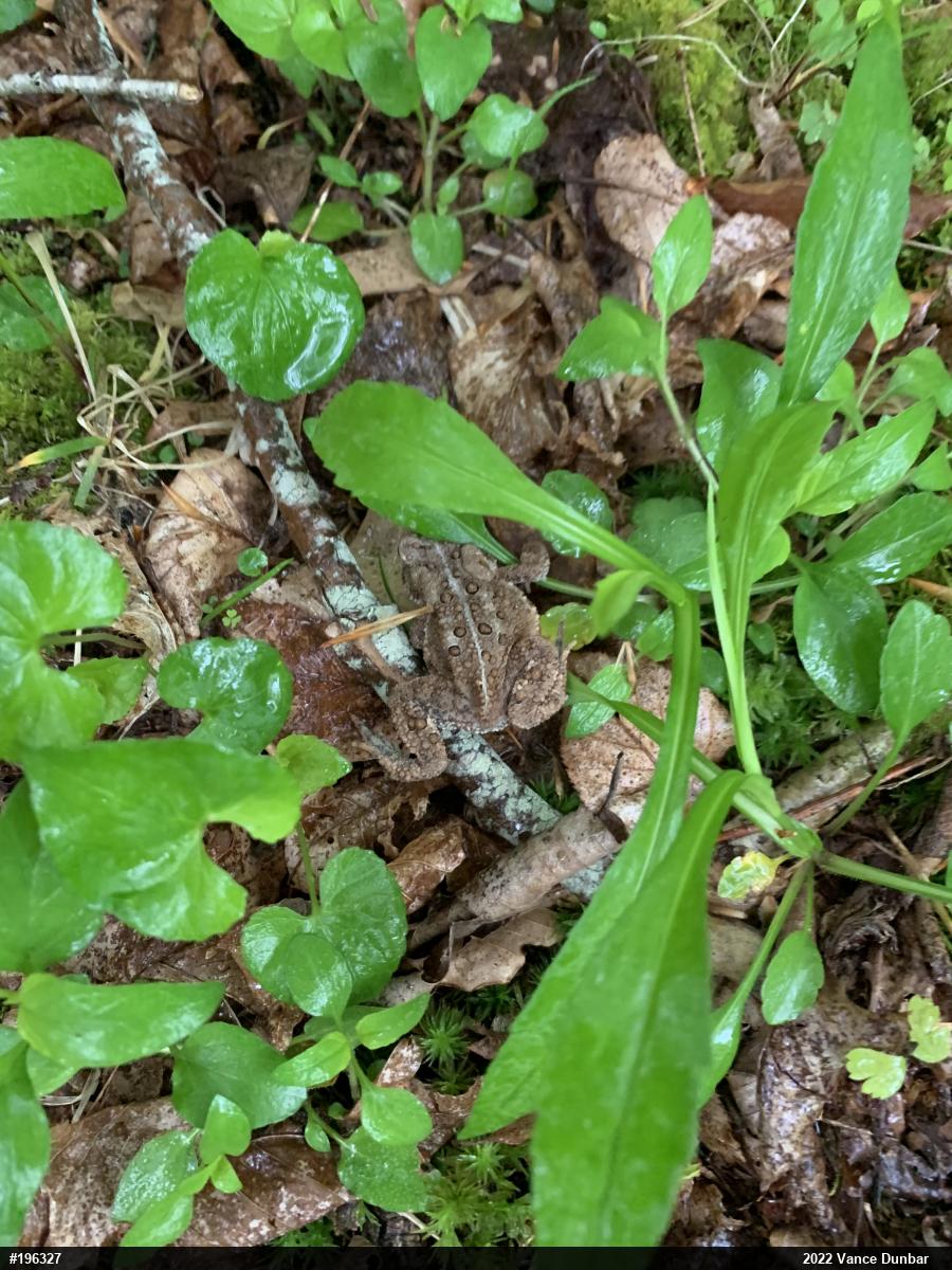 Eastern American Toad