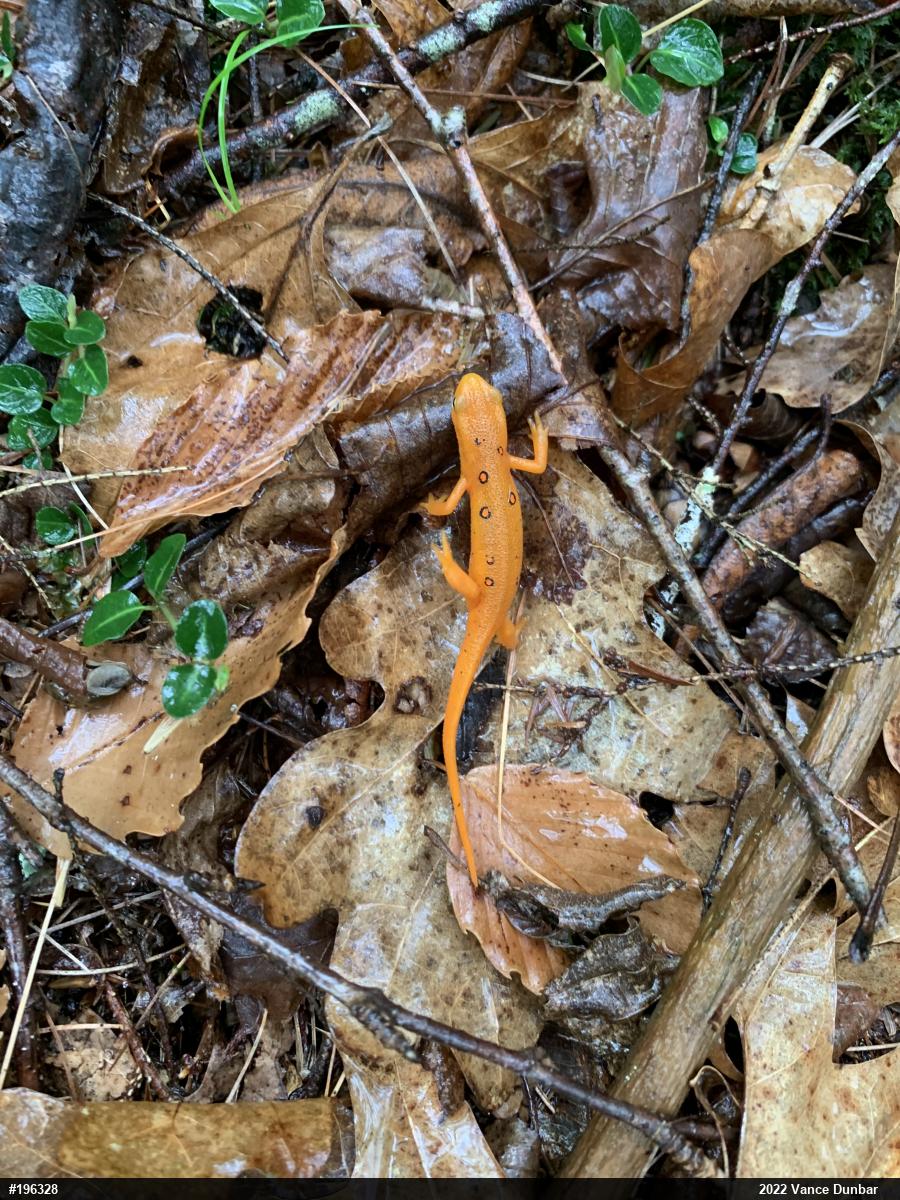 Red-spotted Newt