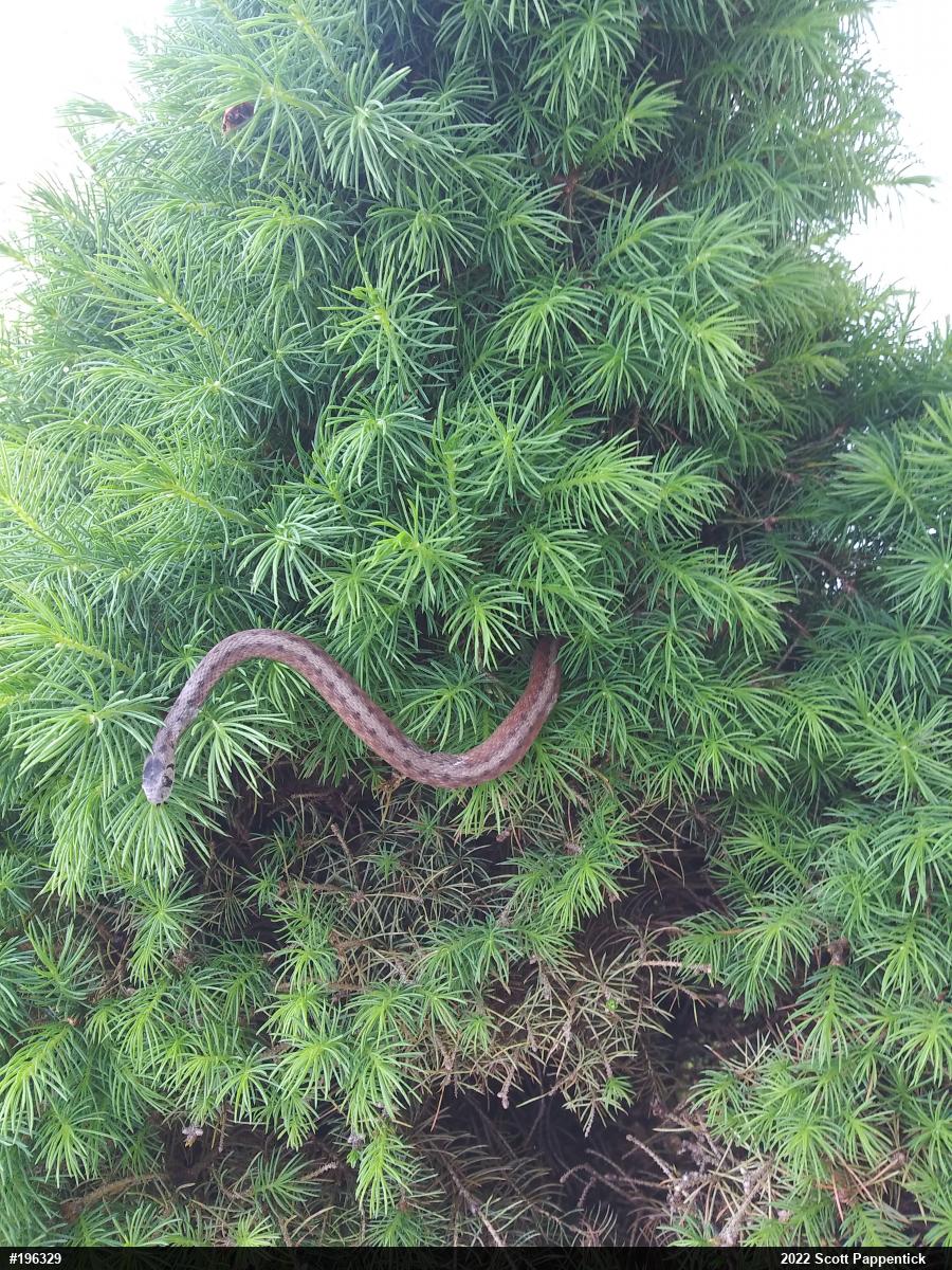 Dekay's Brownsnake