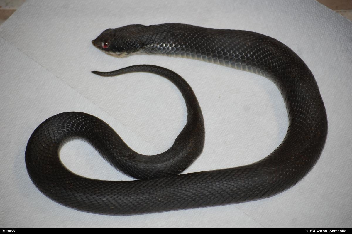 Eastern Hog-nosed Snake