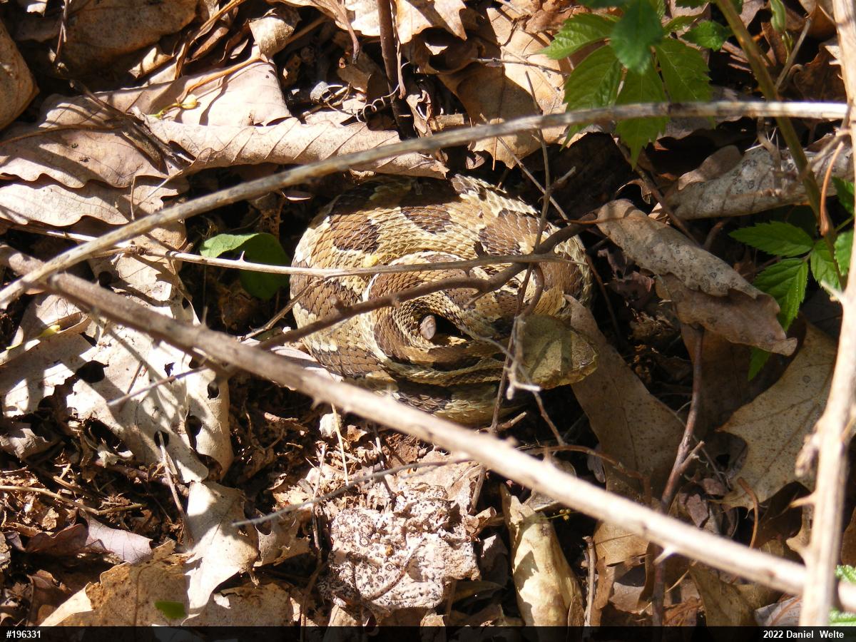 Timber Rattlesnake