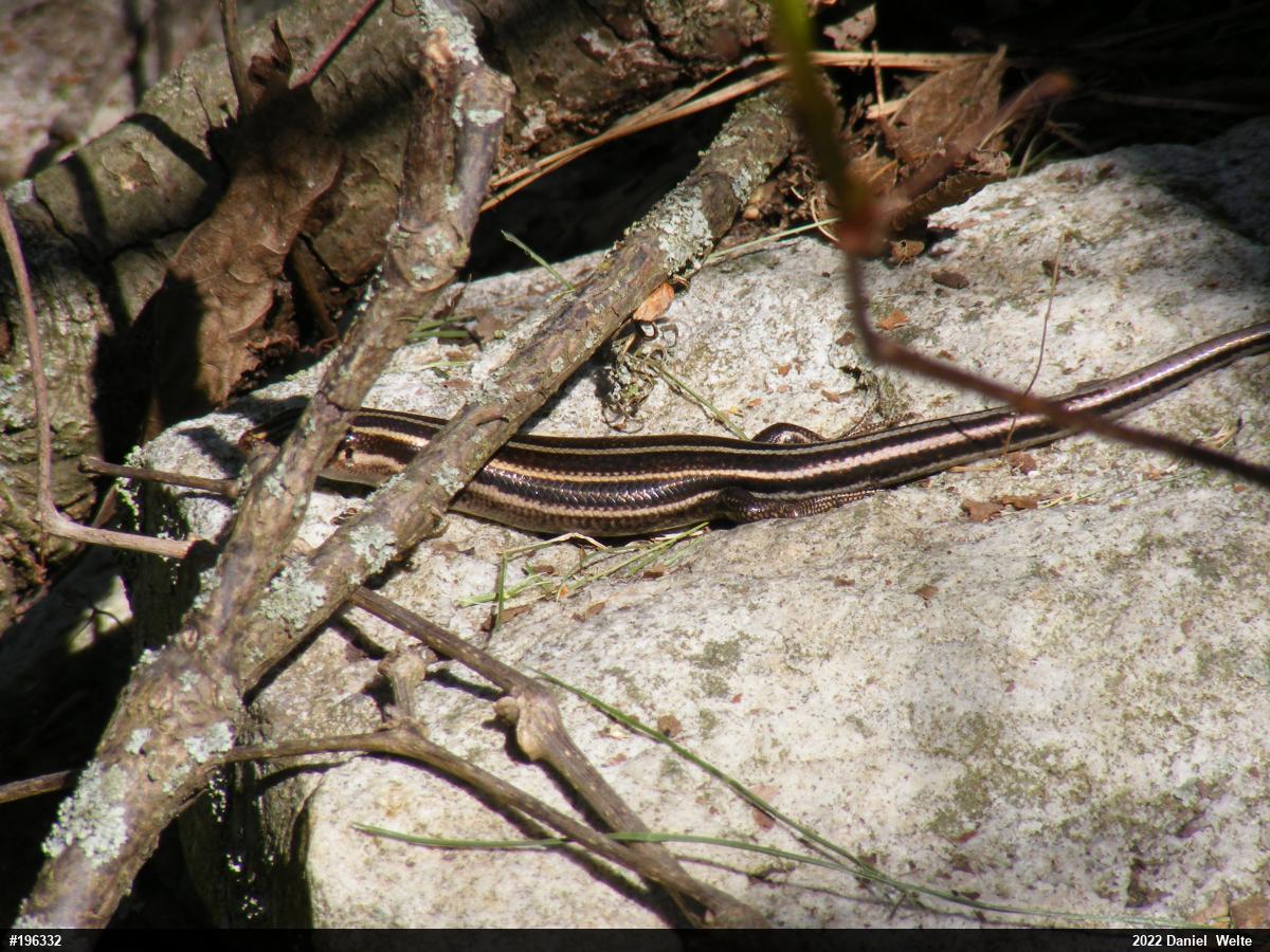 Common Five-lined Skink