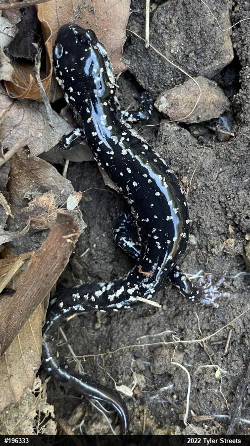 Northern Slimy Salamander