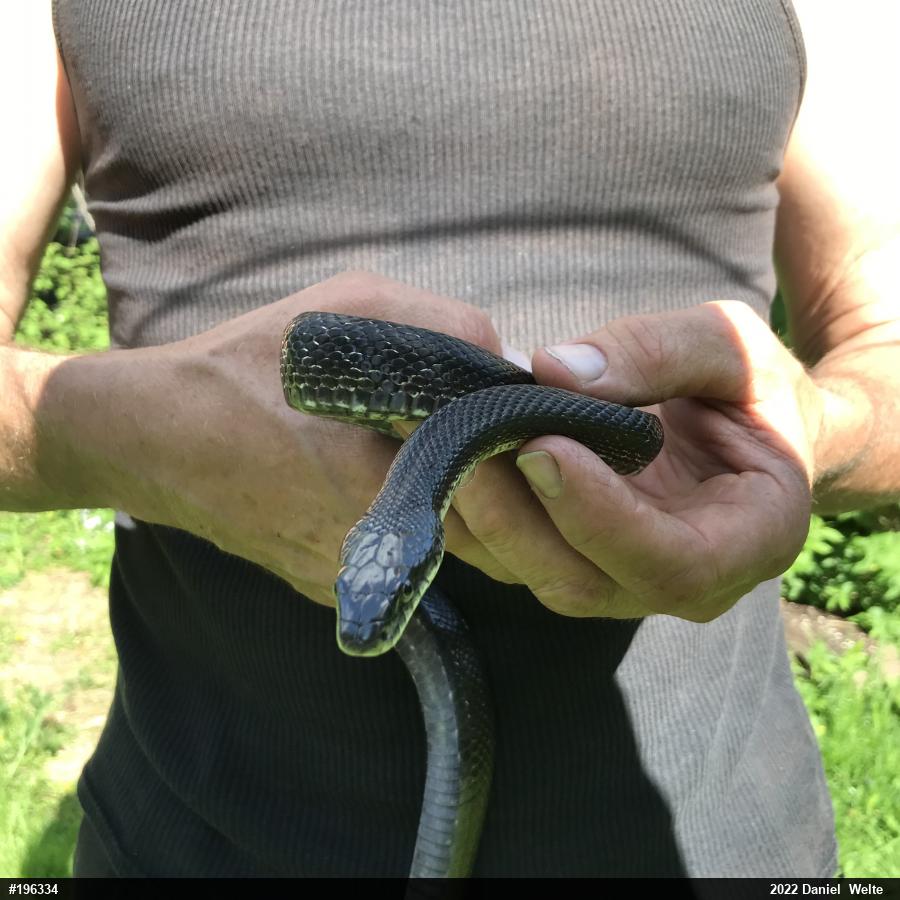 Eastern Ratsnake