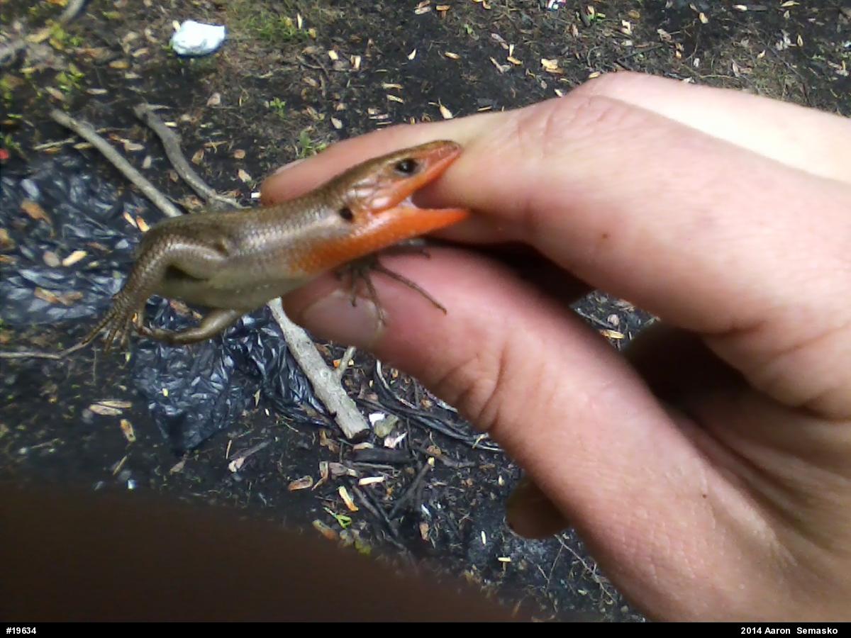 Common Five-lined Skink