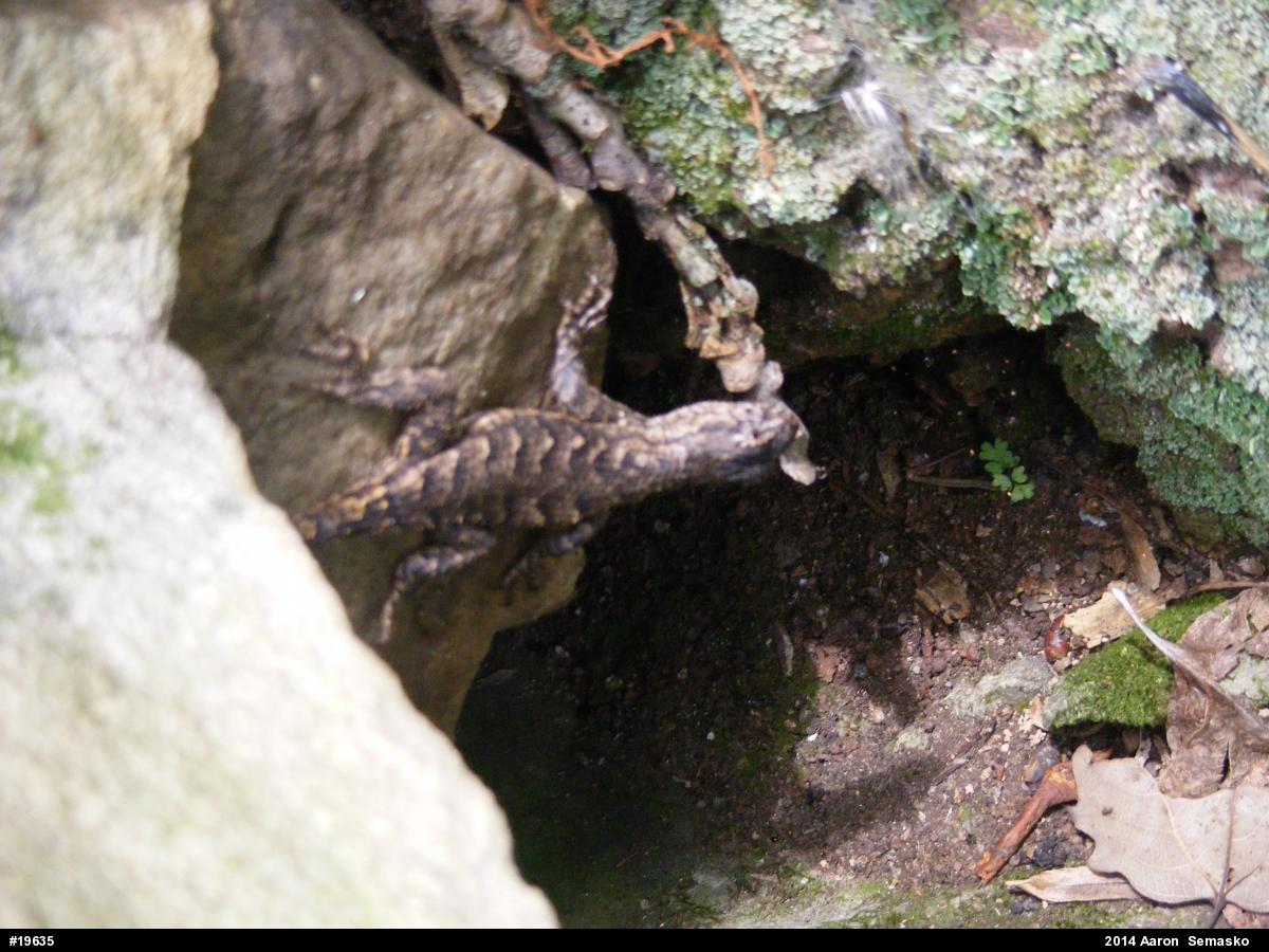 Eastern Fence Lizard