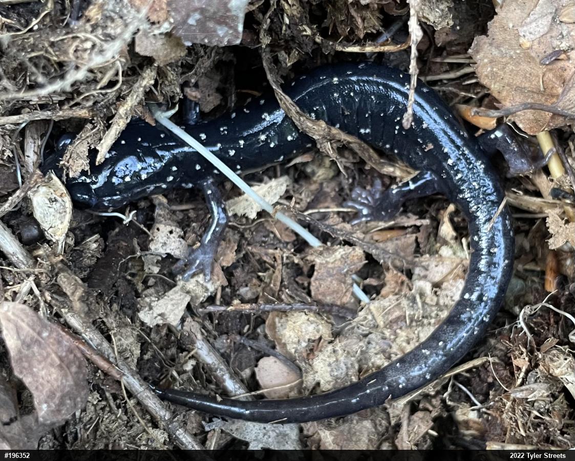 Northern Slimy Salamander