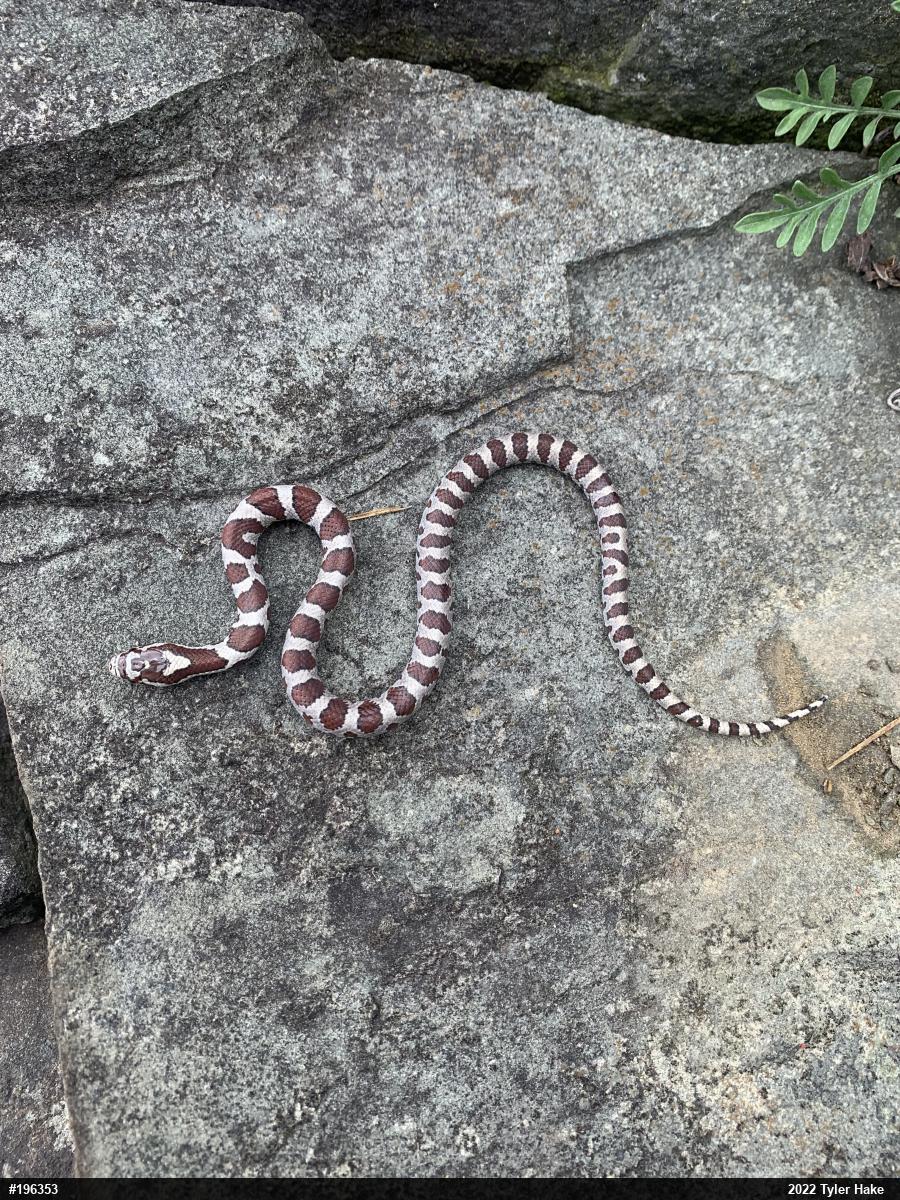 Eastern Milksnake