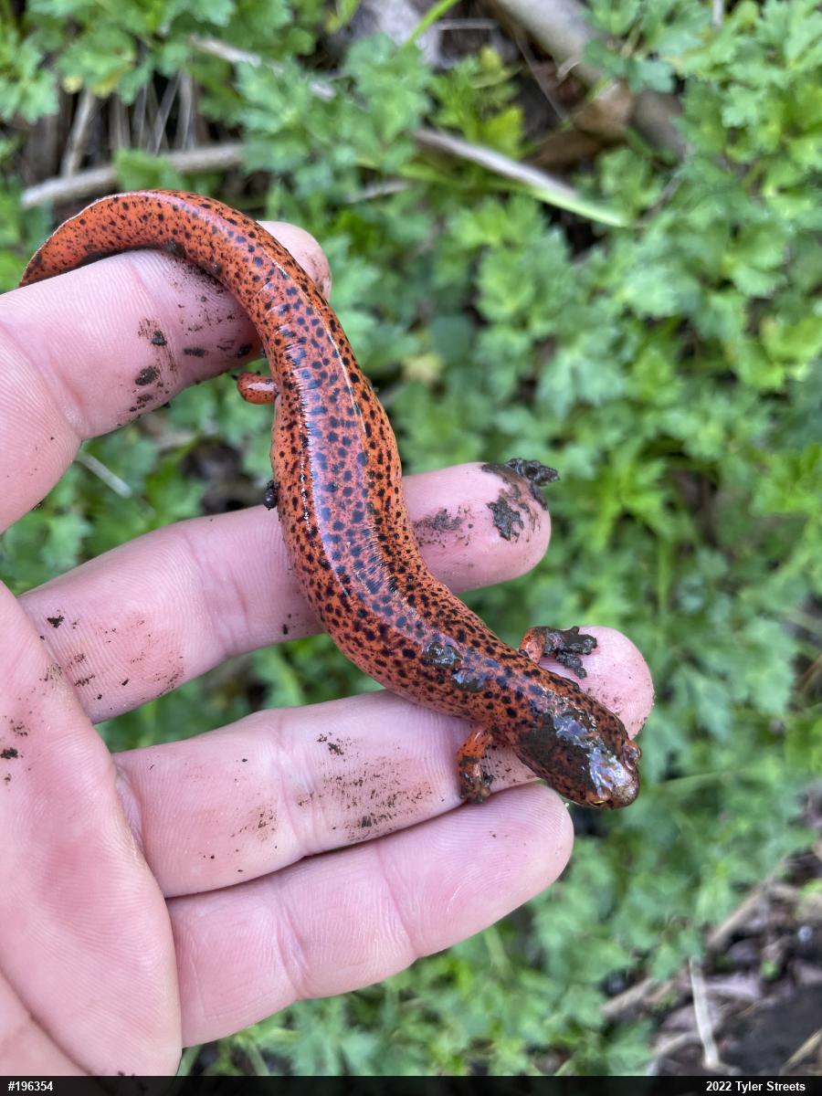 Northern Red Salamander