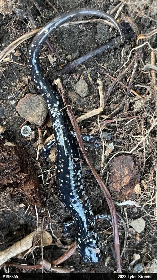 Northern Slimy Salamander