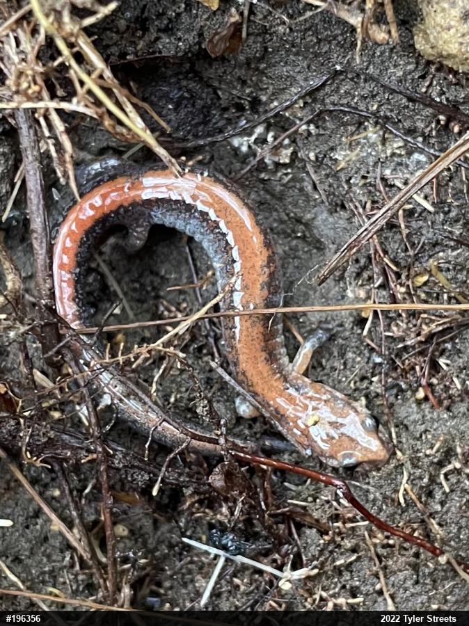 Eastern Red-backed  Salamander