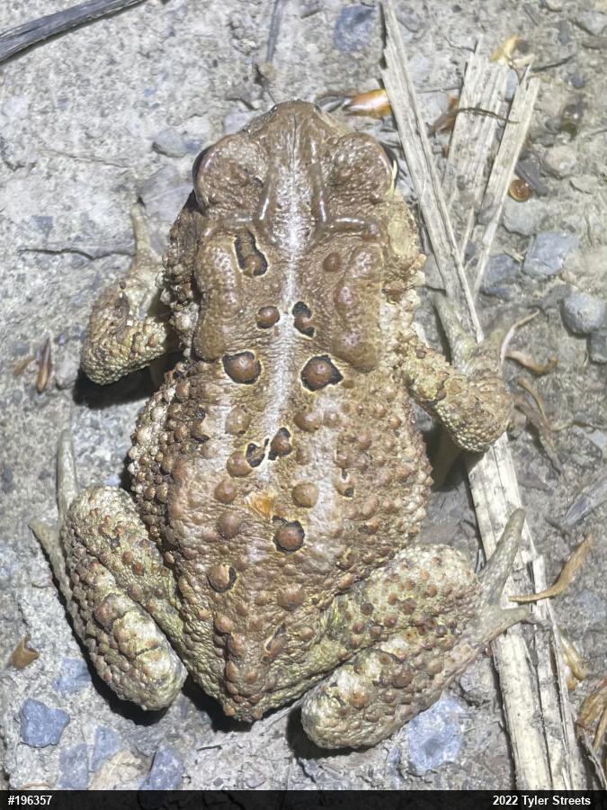 Eastern American Toad