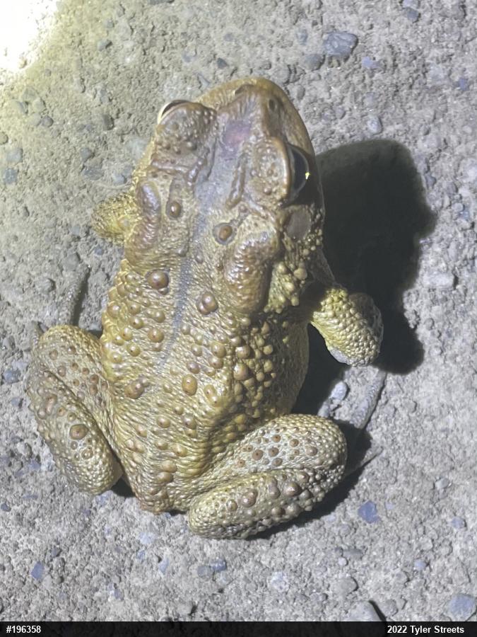 Eastern American Toad