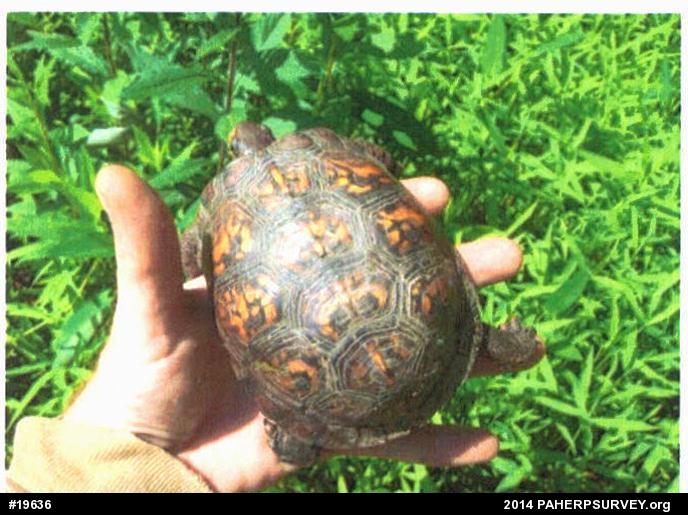 Eastern Box Turtle