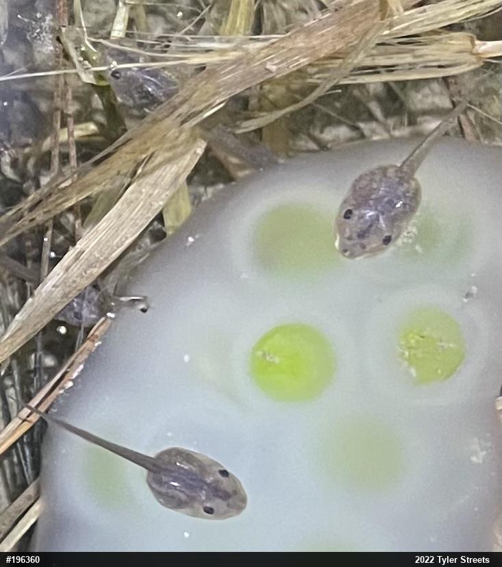 Wood Frog