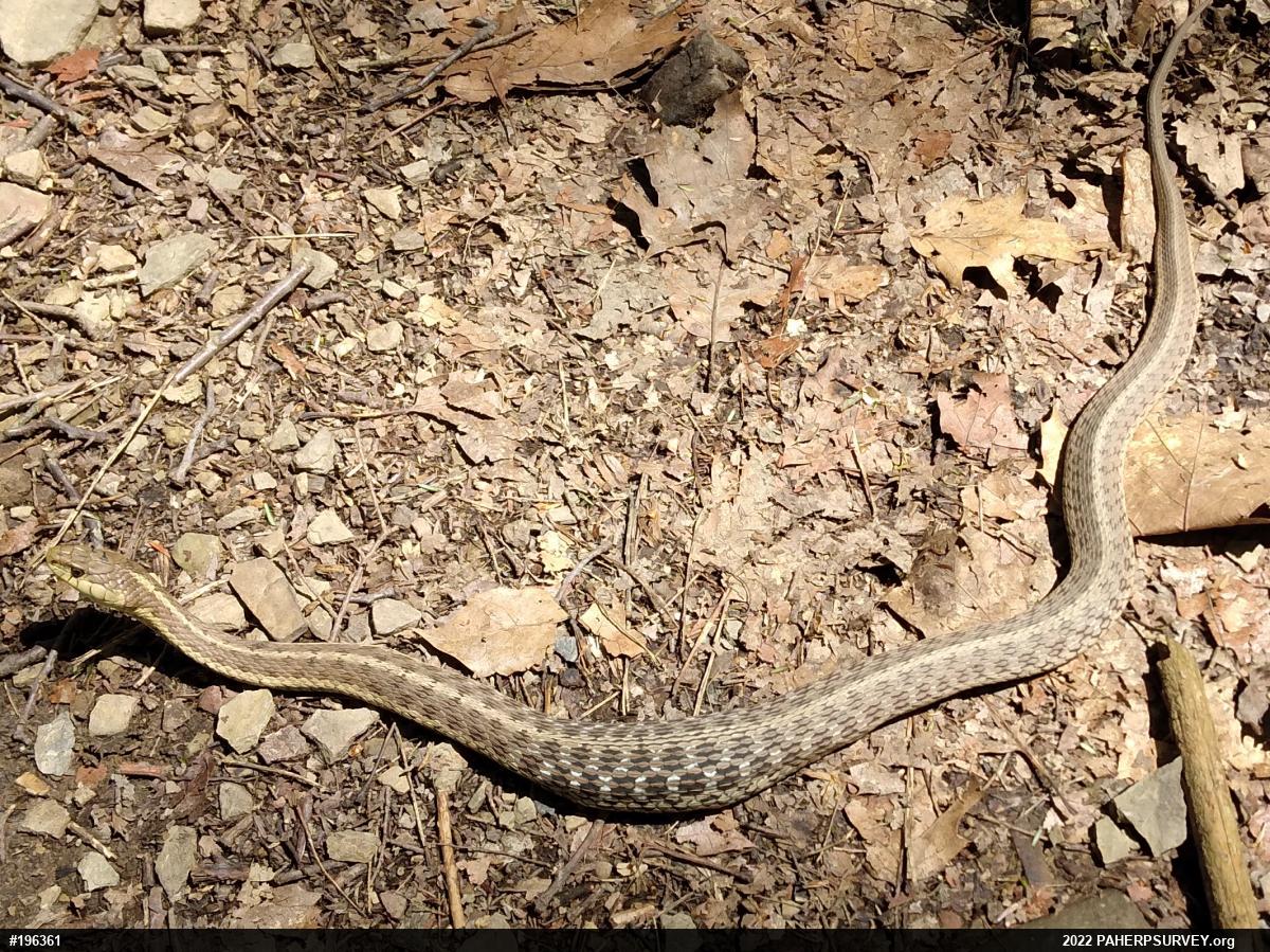 Eastern Gartersnake