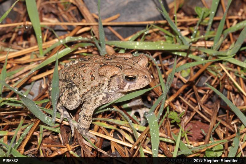 Eastern American Toad