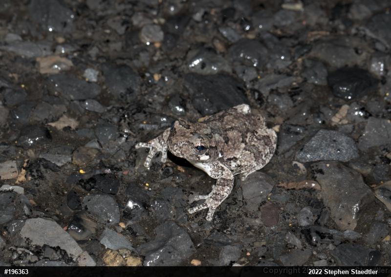 Unknown Gray Treefrog