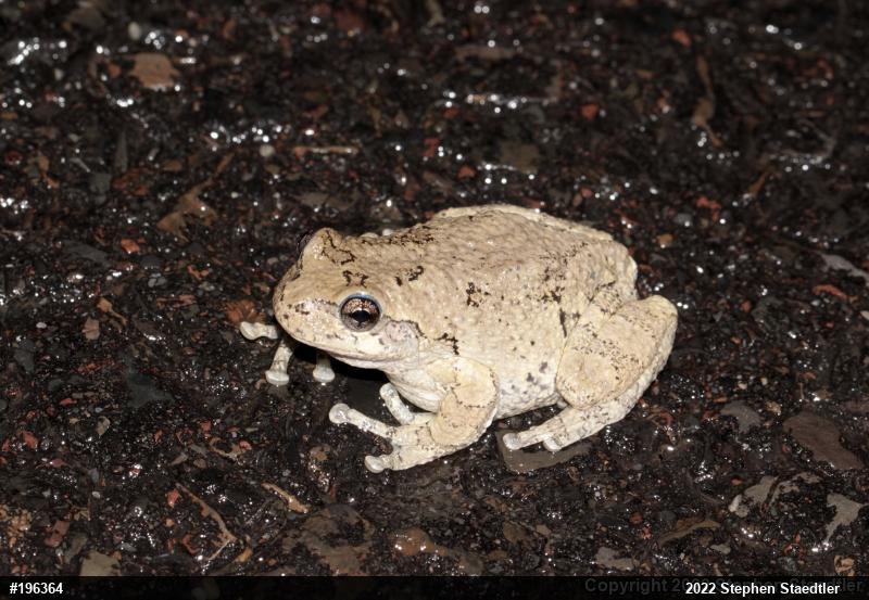 Unknown Gray Treefrog