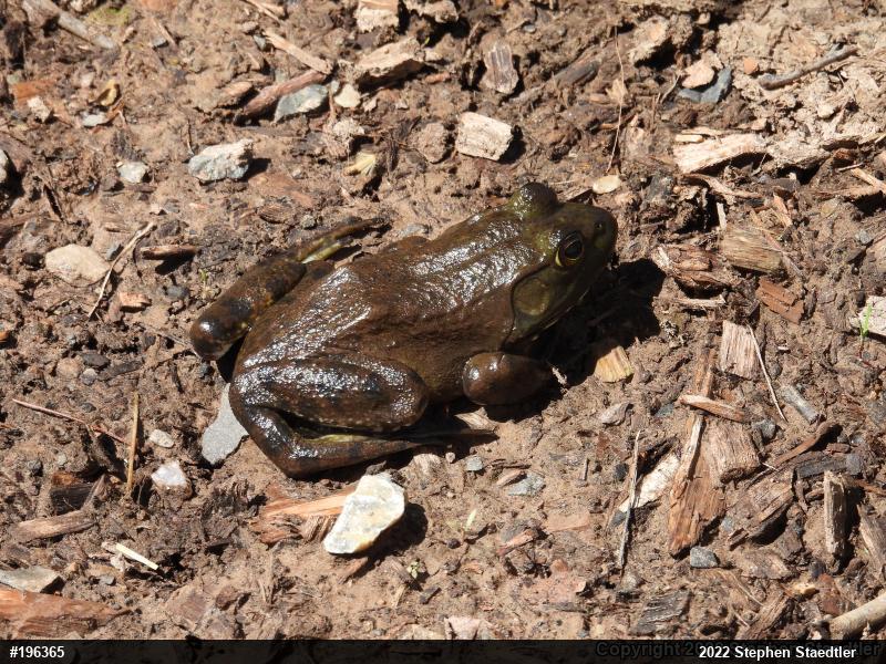 American Bullfrog