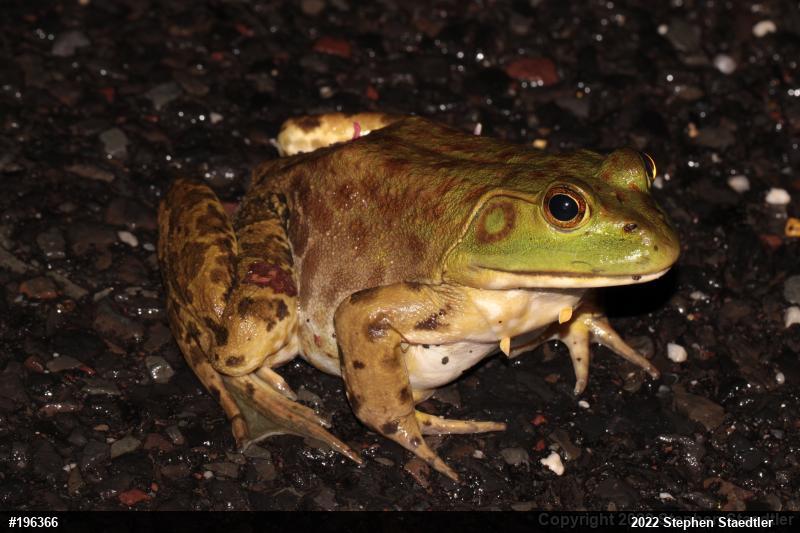 American Bullfrog