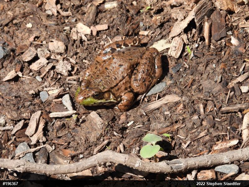 Green Frog