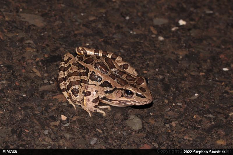 Pickerel Frog