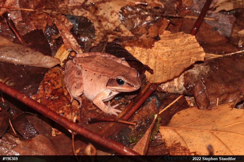 Wood Frog