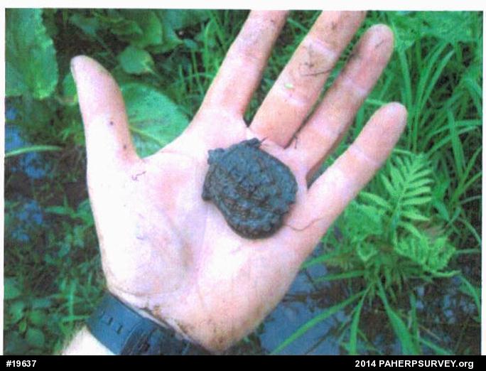 Snapping Turtle
