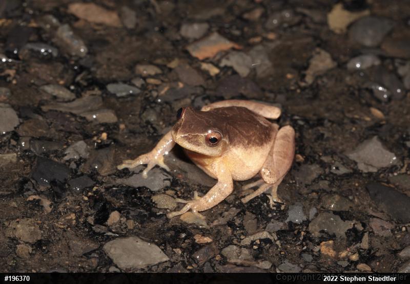 Spring Peeper