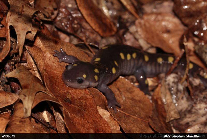 Spotted Salamander