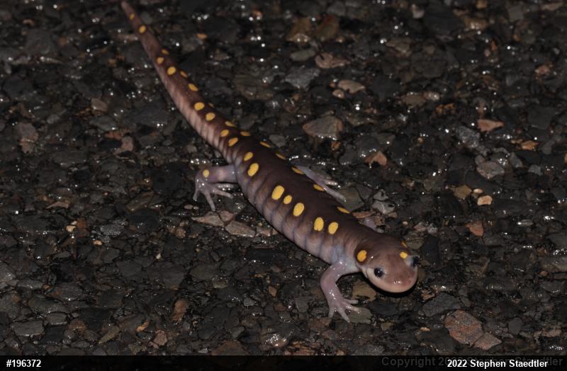 Spotted Salamander