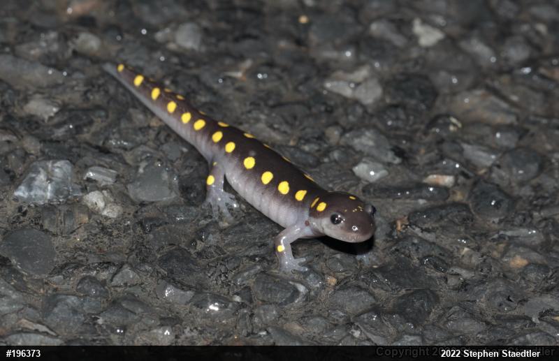Spotted Salamander