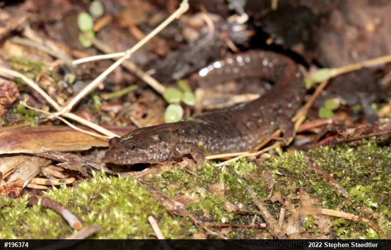 Northern Dusky Salamander
