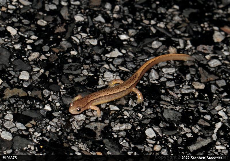 Northern Two-lined Salamander