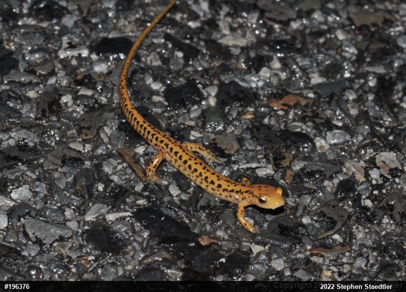 Eastern Long-tailed Salamander