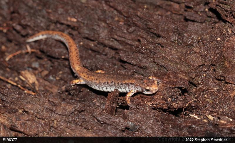 Four-toed Salamander