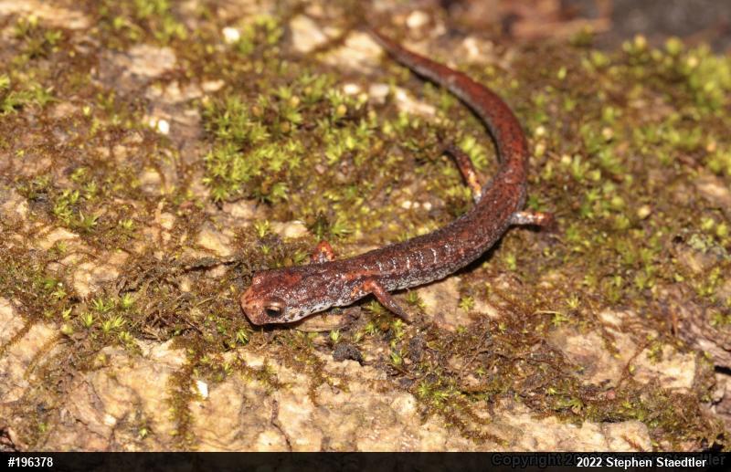 Four-toed Salamander