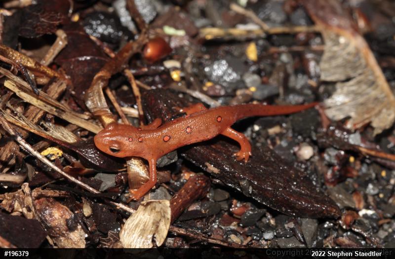 Red-spotted Newt