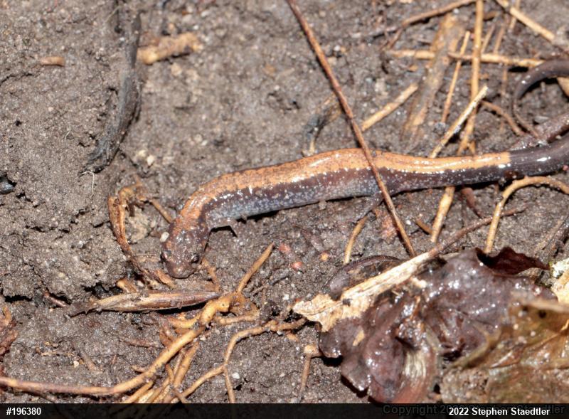 Eastern Red-backed  Salamander