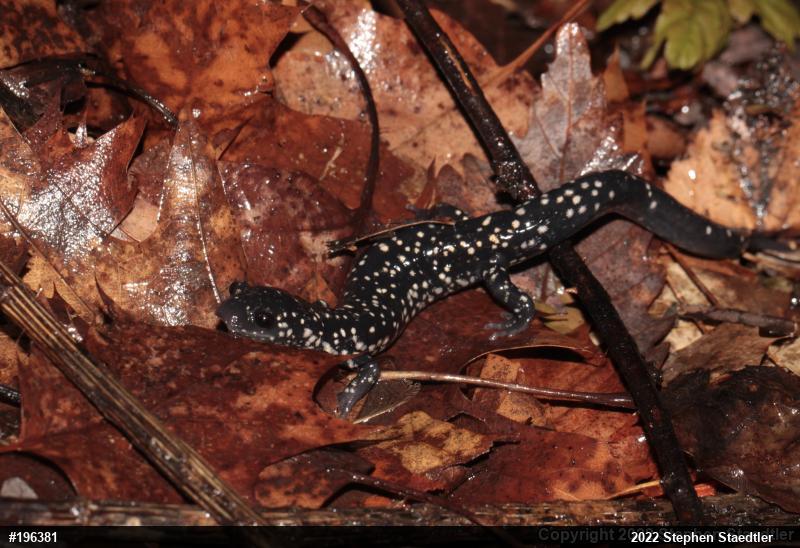 Northern Slimy Salamander