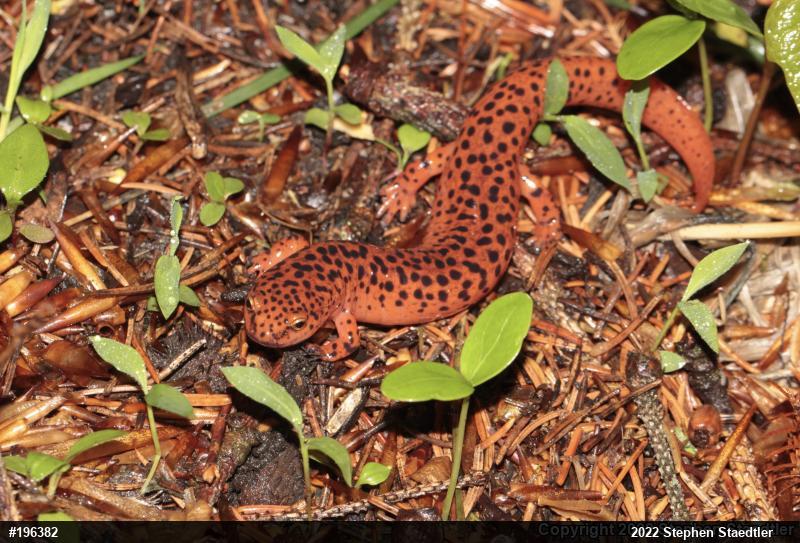 Northern Red Salamander