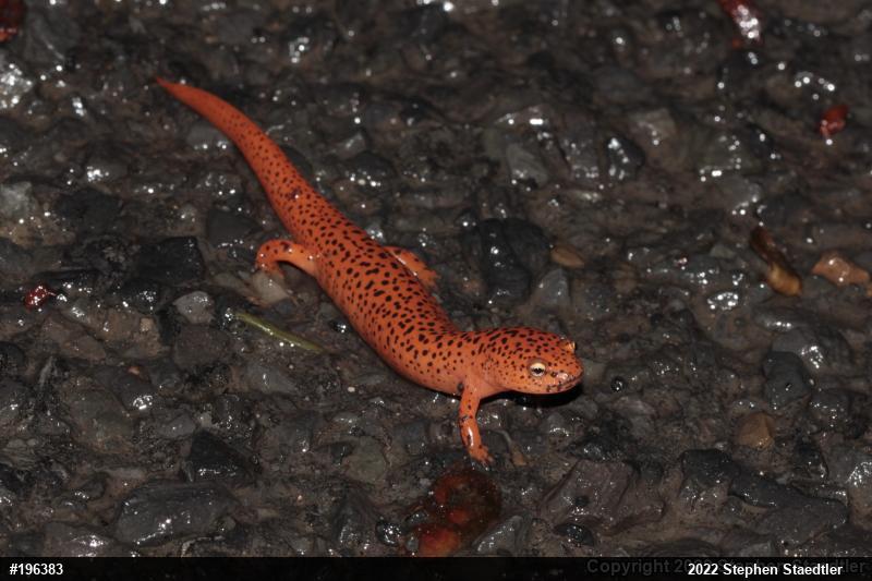 Northern Red Salamander