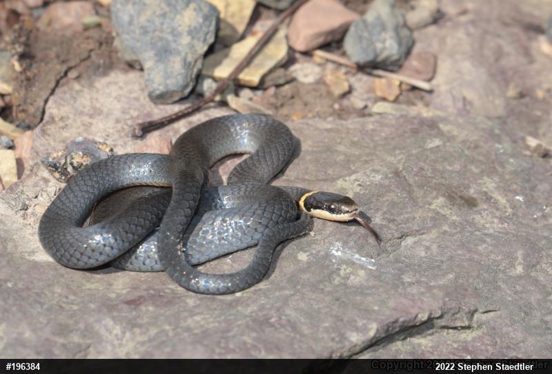 Northern Ring-necked Snake