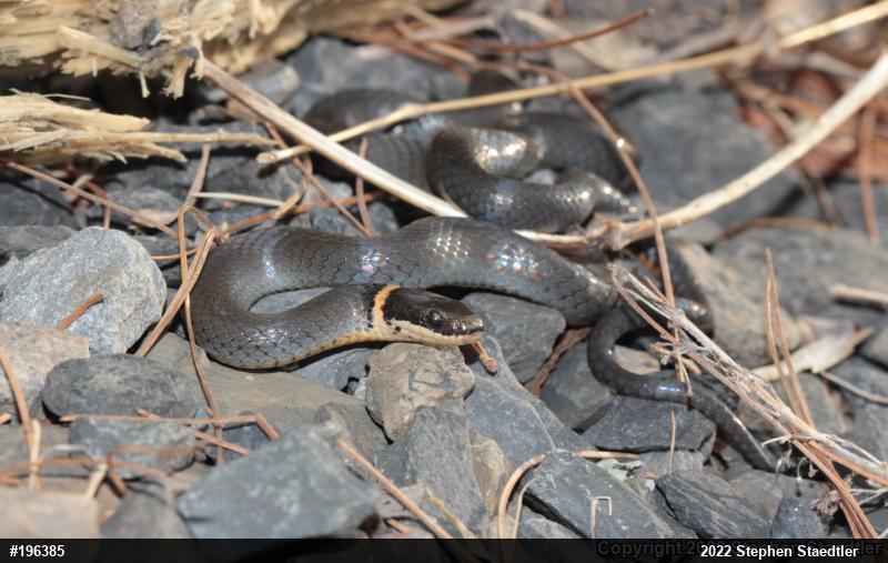 Northern Ring-necked Snake