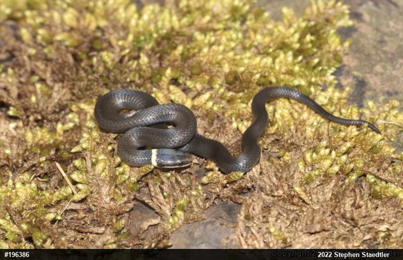 Northern Ring-necked Snake